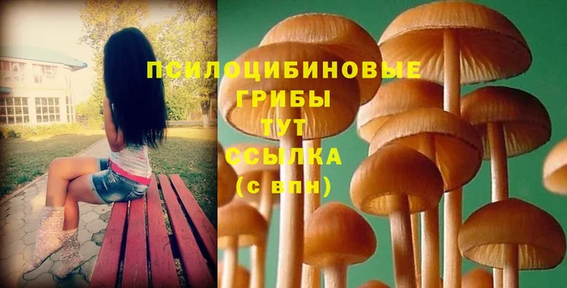 Галлюциногенные грибы Psilocybe  Бодайбо 